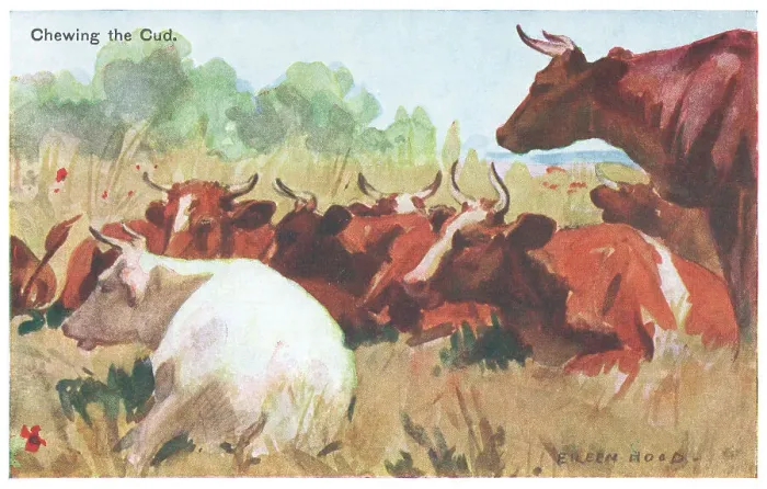 Framed Print : Cattle. Painting of cattle chewing the cud at rest in a field Framed Print : Cattle. Painting of cattle chewing the cud at rest in a field