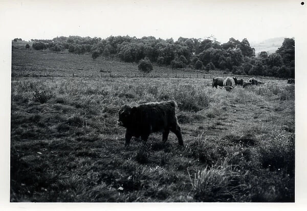 Cattle, Armathwaite, Cumbria