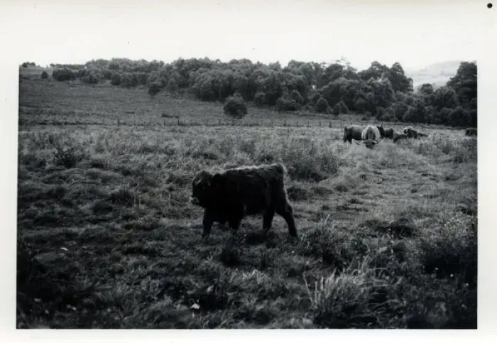 Framed Print : Cattle, Armathwaite, Cumbria Framed Print : Cattle, Armathwaite, Cumbria
