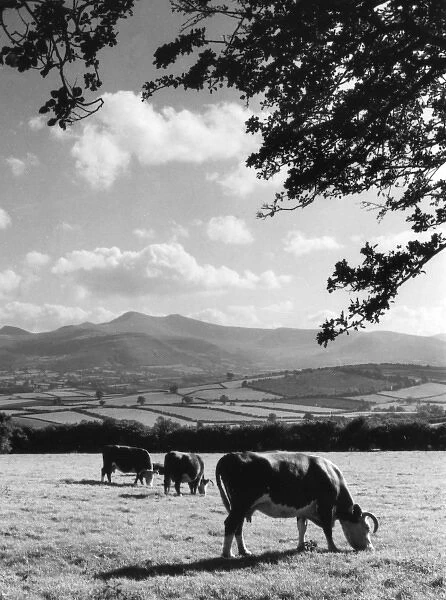 Cattle & Brecon Beacons