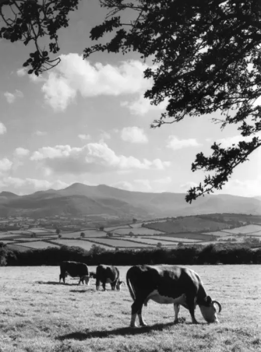 Framed Print : Cattle & Brecon Beacons