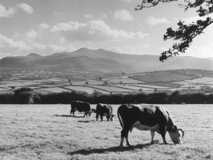 Framed Print : Cattle & Brecon Beacons