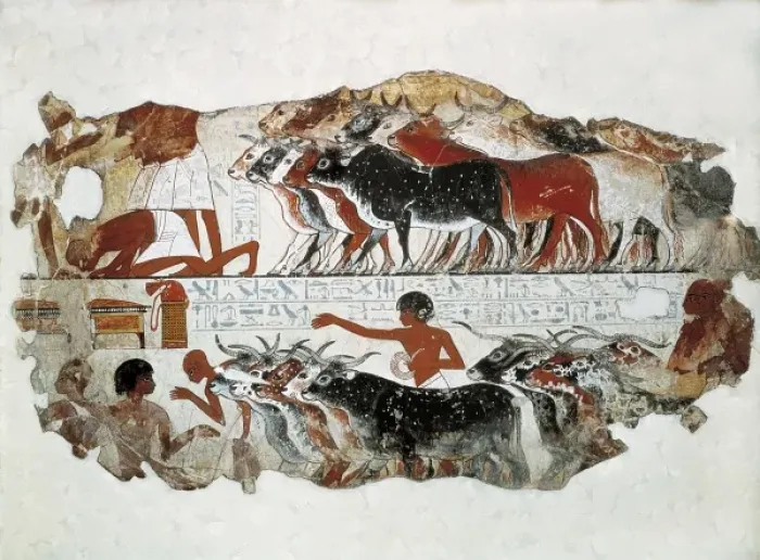 Framed Print : Cattle brought for inspection. ca. 1350 BC. 18th Framed Print : Cattle brought for inspection. ca. 1350 BC. 18th
