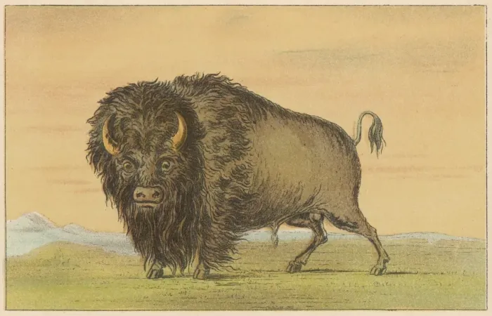 Framed Print : Cattle / Buffalo Catlin Framed Print : Cattle / Buffalo Catlin