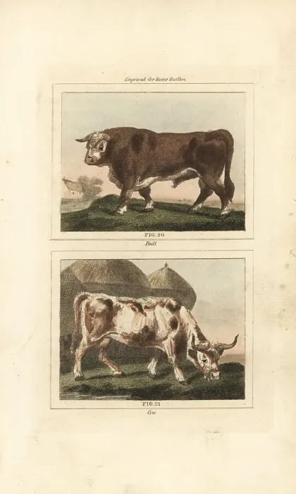 Framed Print : Cattle, bull and cow Framed Print : Cattle, bull and cow