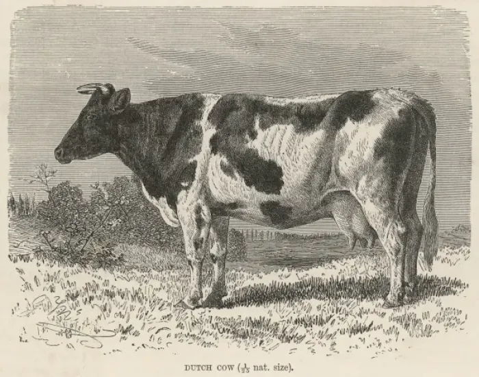 Framed Print : Cattle  /  Dutch Cow 19C