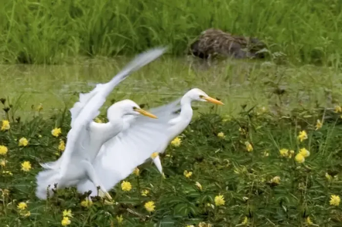 Framed Print : Cattle Egrets Framed Print : Cattle Egrets