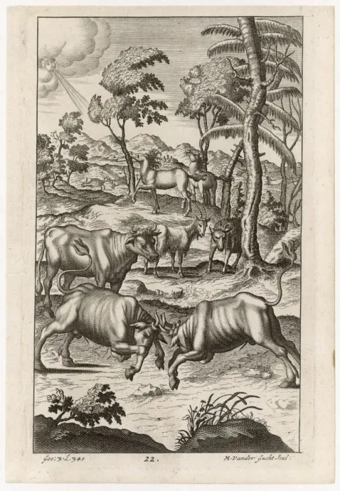 Framed Print : CATTLE FARMING / BULLS Framed Print : CATTLE FARMING / BULLS