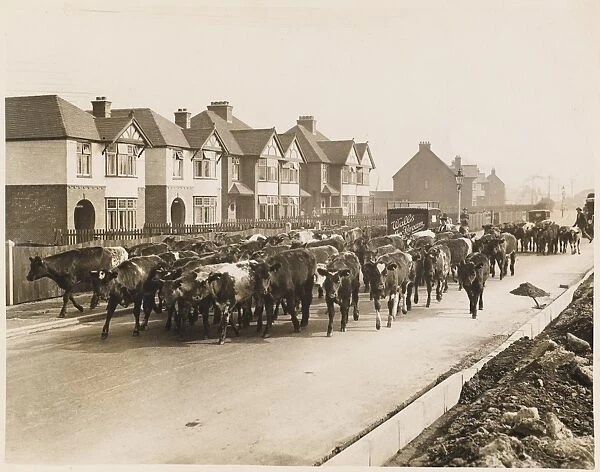 Cattle Going to Market