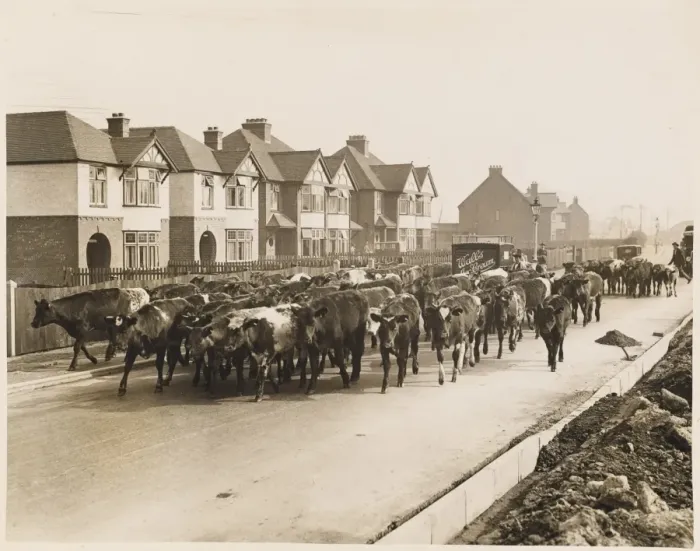 Framed Print : Cattle Going to Market Framed Print : Cattle Going to Market