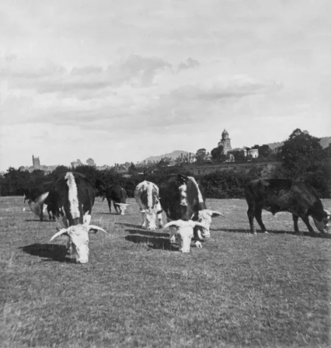 Framed Print : Cattle grazing in a field Framed Print : Cattle grazing in a field