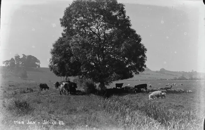 Framed Print : Cattle Grazing Under a Tree Framed Print : Cattle Grazing Under a Tree