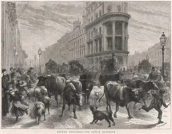 Cattle in London, 1877