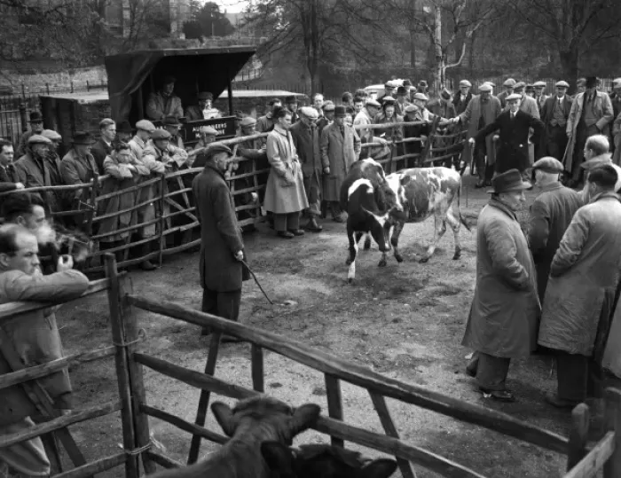 Framed Print : Cattle Market Framed Print : Cattle Market