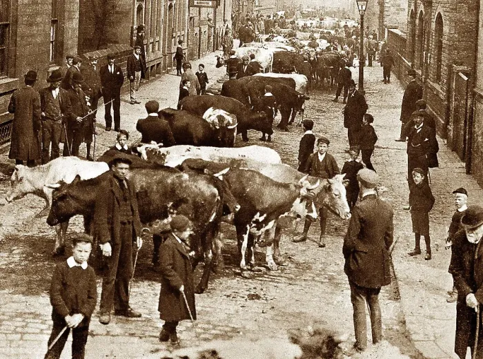 Framed Print : Cattle Market Scott Street, Keighley early 1900's Framed Print : Cattle Market Scott Street, Keighley early 1900's