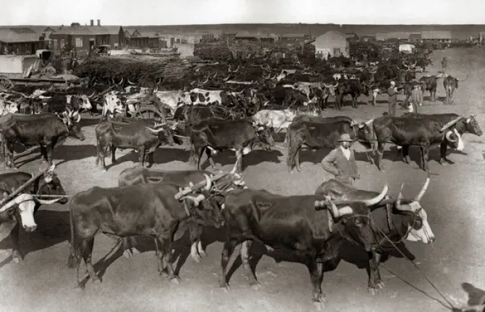 Framed Print : Cattle at the morning market, Johannesburg South Africa Framed Print : Cattle at the morning market, Johannesburg South Africa
