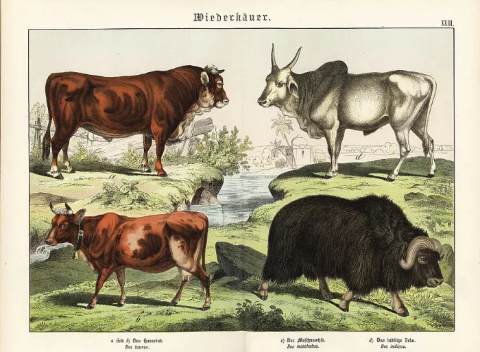 Framed Print : Cattle, muskox and zebu Framed Print : Cattle, muskox and zebu
