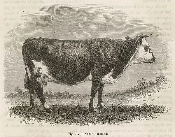 Cattle  /  Normandy Cow