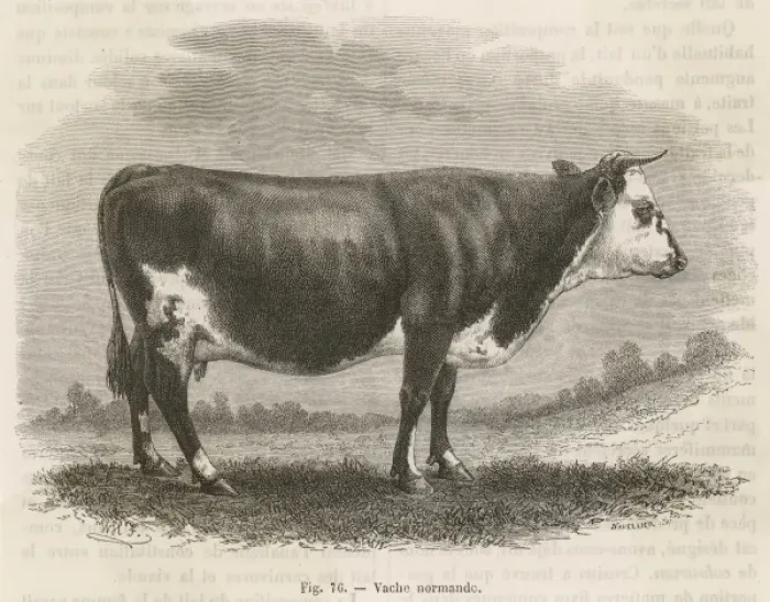 Framed Print : Cattle / Normandy Cow Framed Print : Cattle / Normandy Cow