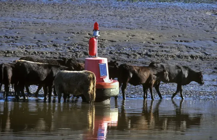 Framed Print : Cattle beside a port hand buoy in the River Dee at low water Framed Print : Cattle beside a port hand buoy in the River Dee at low water