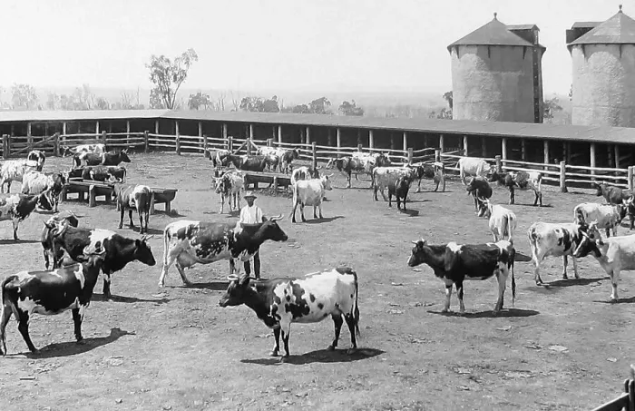 Framed Print : Cattle ranch, Arrawatta, NSW, Australia Framed Print : Cattle ranch, Arrawatta, NSW, Australia