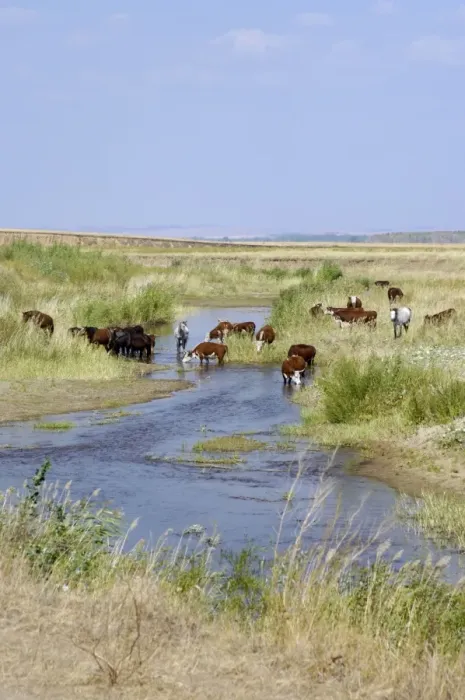Framed Print : Cattle of Russian farmers grazes along a small Framed Print : Cattle of Russian farmers grazes along a small