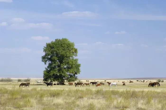 Framed Print : Cattle of Russian farmers grazes in steppe near Framed Print : Cattle of Russian farmers grazes in steppe near