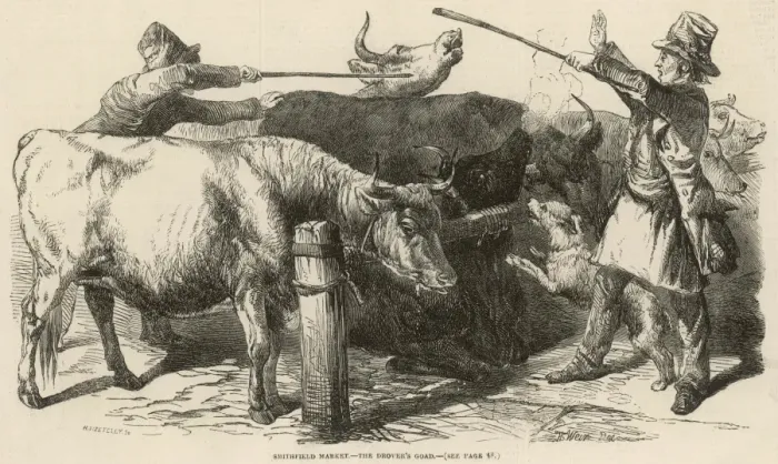 Framed Print : Cattle at Smithfield Market, London, 1849 Framed Print : Cattle at Smithfield Market, London, 1849