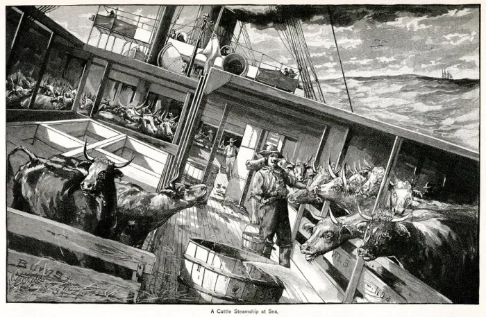 Framed Print : Cattle steamship at sea 1891 Framed Print : Cattle steamship at sea 1891
