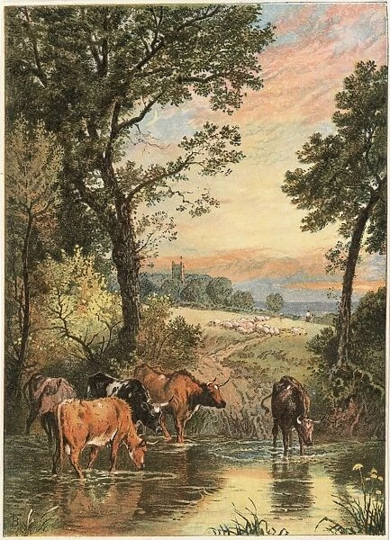 Cattle in Stream