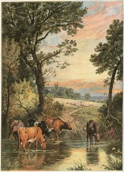 Framed Print : Cattle in Stream Framed Print : Cattle in Stream