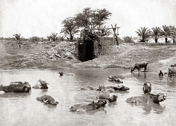Cattle in a waterhole, Egypt circa 1880s