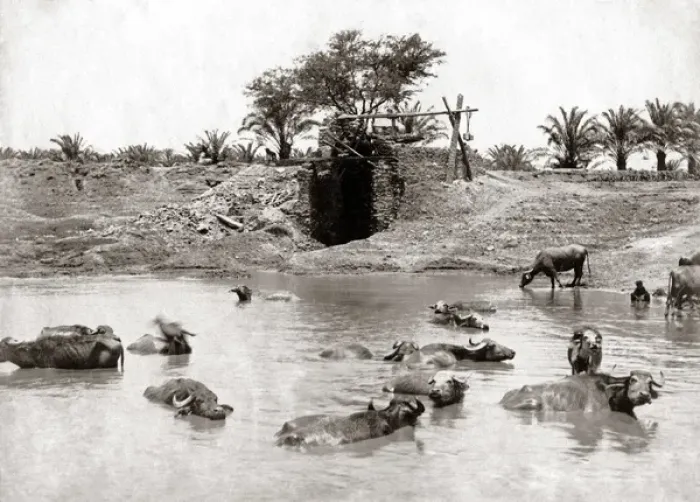 Framed Print : Cattle in a waterhole, Egypt circa 1880s Framed Print : Cattle in a waterhole, Egypt circa 1880s