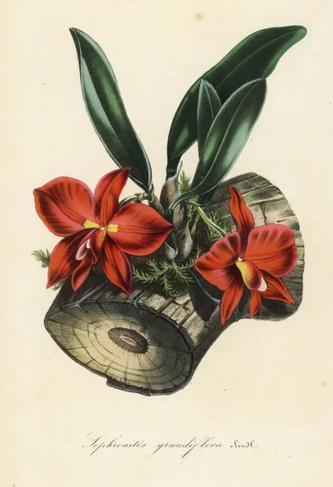 Framed Print : Cattleya coccinea orchid Framed Print : Cattleya coccinea orchid