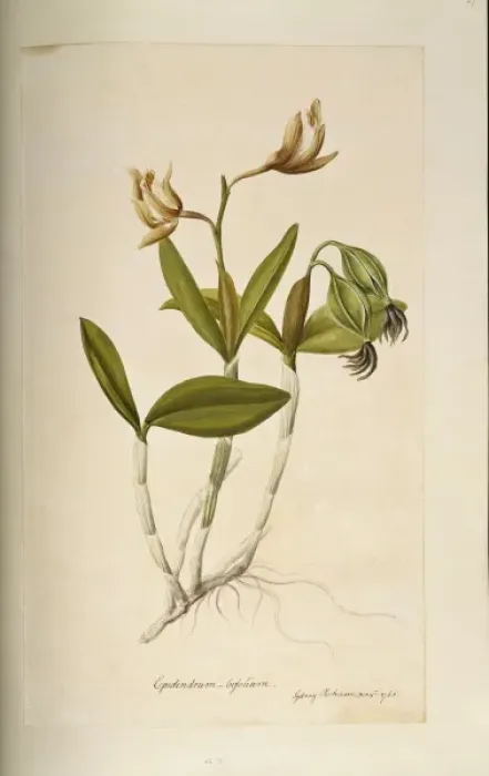 Framed Print : Cattleya forbesii, cattleya orchid Framed Print : Cattleya forbesii, cattleya orchid