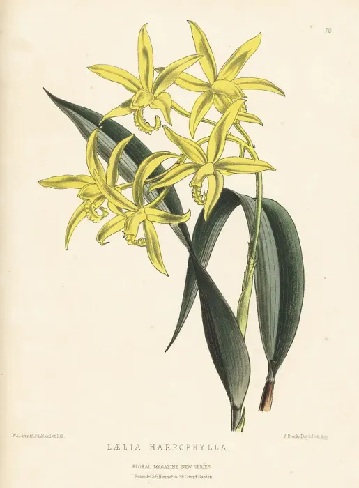 Framed Print : Cattleya harpophylla orchid Framed Print : Cattleya harpophylla orchid