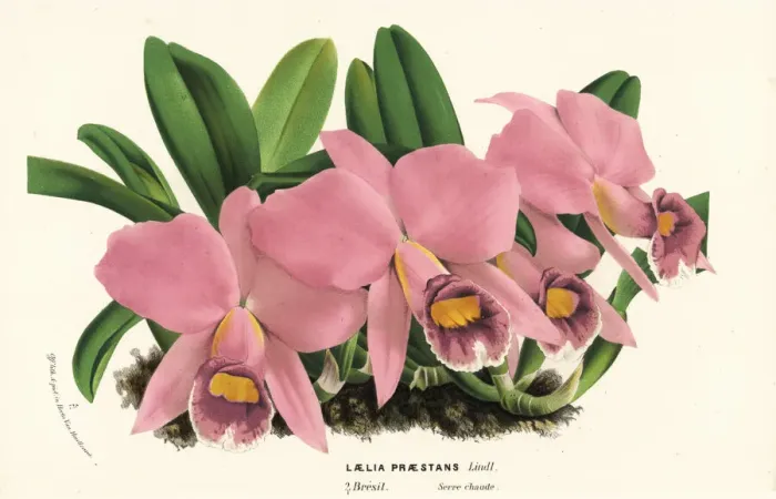 Framed Print : Cattleya praestans orchid Framed Print : Cattleya praestans orchid