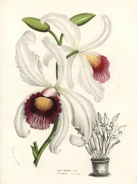 Framed Print : Cattleya purpurata orchid Framed Print : Cattleya purpurata orchid