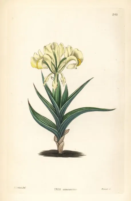 Framed Print : Caucasean iris or Caucasian flower de luce, Iris caucasica Framed Print : Caucasean iris or Caucasian flower de luce, Iris caucasica