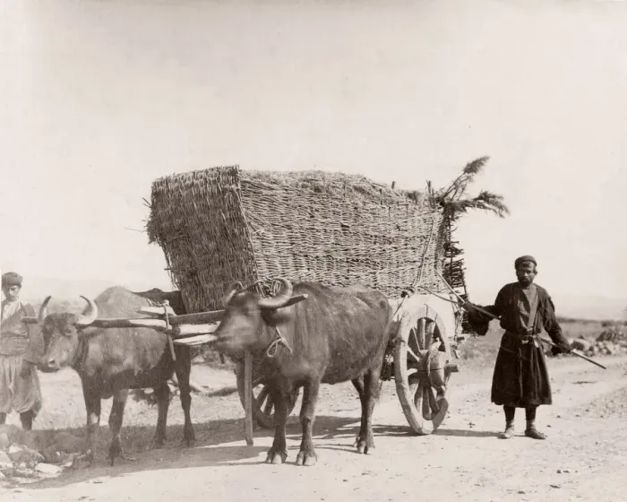Framed Print : Caucasus Georgia -bullock or ox cart wagon with load Framed Print : Caucasus Georgia -bullock or ox cart wagon with load