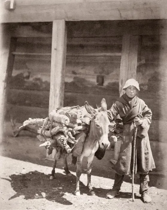 Framed Print : Caucasus Georgia - Georgian man with a heavily laden donkey Framed Print : Caucasus Georgia - Georgian man with a heavily laden donkey