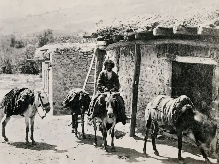 Framed Print : Caucasus Georgia Tiflis Tblisi - Caucasian pack mules Framed Print : Caucasus Georgia Tiflis Tblisi - Caucasian pack mules