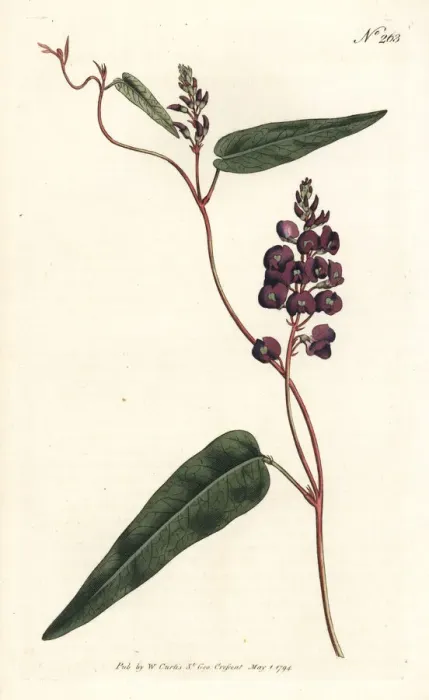 Framed Print : Caulinia bimaculata Framed Print : Caulinia bimaculata
