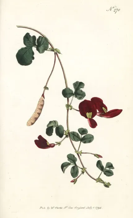 Framed Print : Caulinia coccinea Framed Print : Caulinia coccinea