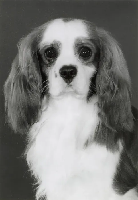 Framed Print : Cavalier King Charles Spaniel, Alansmere Ashleigh Wilkes. Date: 1984