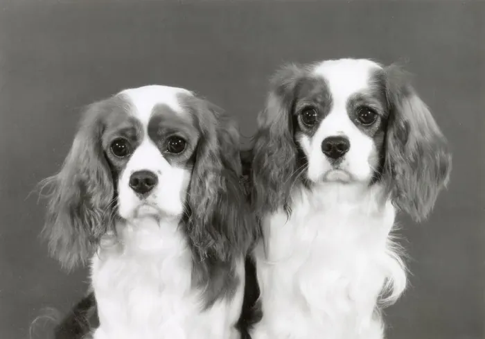 Framed Print : Cavalier King Charles Spaniel, Alansmere Bells Boy and A Bellringer. Date: 1981 Framed Print : Cavalier King Charles Spaniel, Alansmere Bells Boy and A Bellringer. Date: 1981