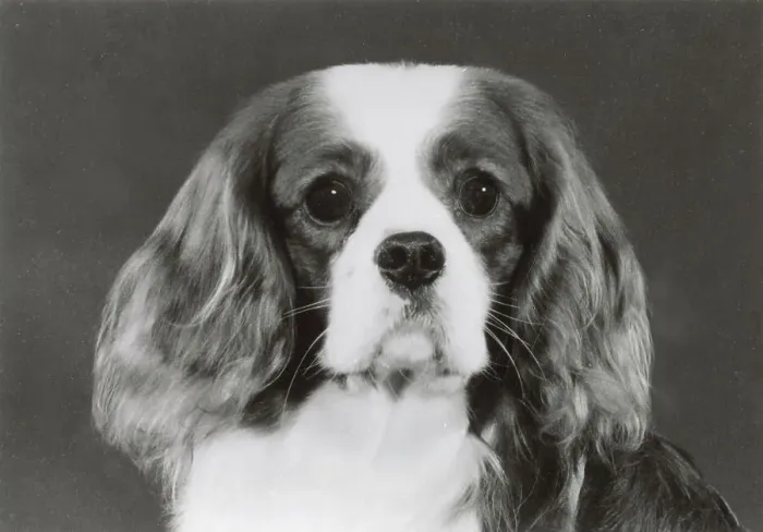 Framed Print : Cavalier King Charles Spaniel, Alansmere Country Boy. Date: 1985
