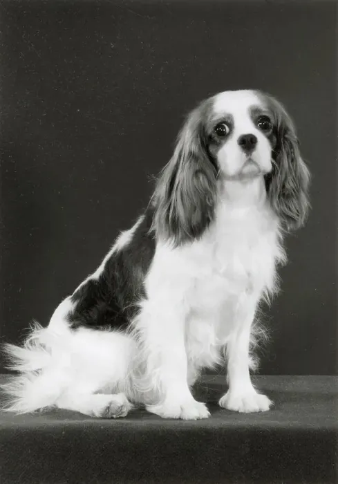 Framed Print : Cavalier King Charles Spaniel, Champion Alansmere Scarlett O Hara. Date: 1986 Framed Print : Cavalier King Charles Spaniel, Champion Alansmere Scarlett O Hara. Date: 1986