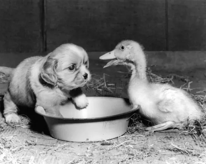Framed Print : Cavalier King Charles Spaniel Pup and duckling