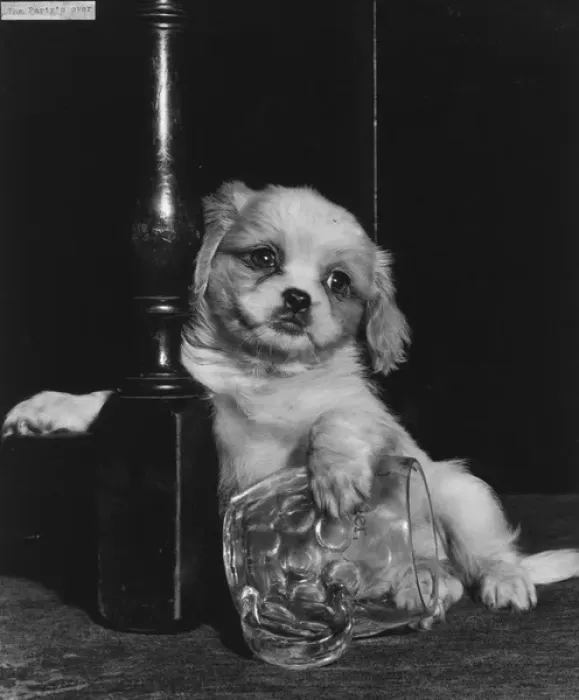 Framed Print : Cavalier King Charles spaniel puppy with beerglass Framed Print : Cavalier King Charles spaniel puppy with beerglass